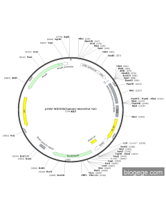 pCMV-MIR330(human)-microRNA-Neo