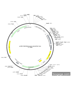 pCMV-Mir330(mouse)-microRNA-Neo