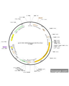 pLV3-CMV-ZDHHC5(human)-HA-EF1a-Puro