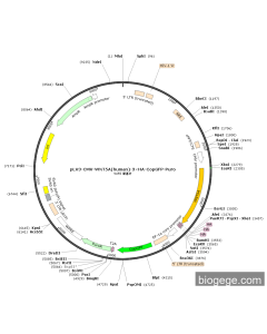 pLV3-CMV-WNT5A(human)-3×HA-CopGFP-Puro