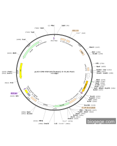 pLV3-CMV-RNF181(human)-3×FLAG-Puro