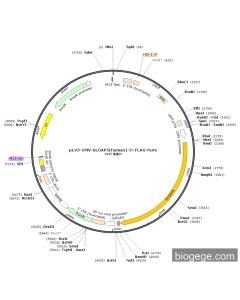 pLV3-CMV-DLGAP5(human)-3×FLAG-Puro
