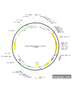 pCMV-STOML2(human)-3×HA-Neo