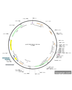 pLV3-CMV-MCS-6×His-Neo