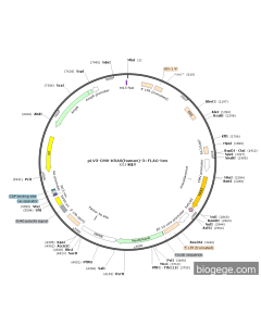 pLV3-CMV-KRAS(human)-3×FLAG-Neo