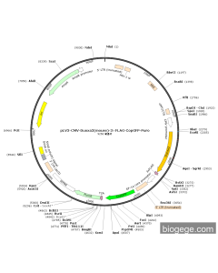pLV3-CMV-Duoxa2(mouse)-3×FLAG-CopGFP-Puro