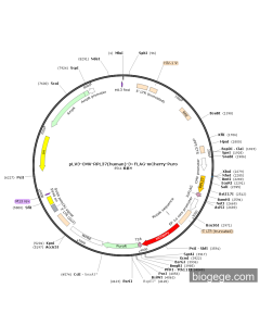 pLV3-CMV-RPL37(human)-3×FLAG-mCherry-Puro