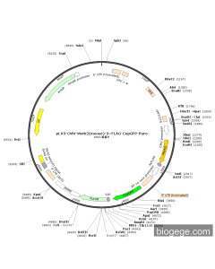 pLV3-CMV-Msrb2(mouse)-3×FLAG-CopGFP-Puro