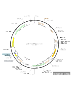 pLV3-CMV-KRAS(human)-Neo