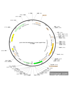 pLV3-CMV-ZNF146(human)-3×FLAG-CopGFP-Puro