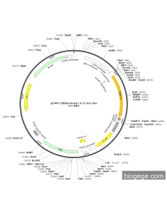 pCMV-Cd86(mouse)-3×FLAG-Neo