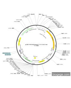 pCMV-NR1H4(human)-2-3×FLAG-Neo