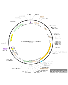 pLV3-CMV-Nrf1(mouse)-6×His-Puro