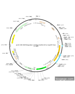 pLV3-CMV-MSTRG(goat)(1-1047bp)-lncRNA-EF1a-CopGFP-Puro