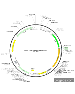 pCMV-EGFP-ANKRD1(human)-Puro