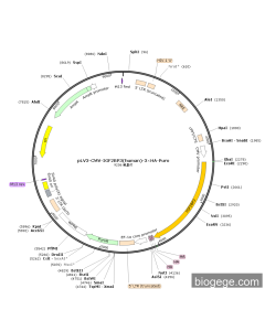 pLV3-CMV-IGF2BP3(human)-3×HA-Puro