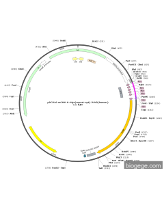 pDC316-mCMV-6×Myc(repeat-opt)-JUNB(human)