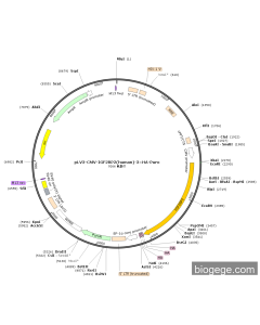 pLV3-CMV-IGF2BP2(human)-3×HA-Puro