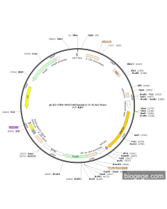 pLV3-CMV-WNT5A(human)-3×FLAG-Puro