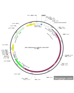 pU6-Ldha(mouse)-sgRNA2-Cas9-EGFP