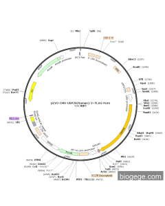 pLV3-CMV-USP39(human)-3×FLAG-Puro