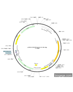 pCMV-KCNK3(human)-8×His-Hyg
