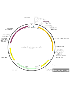 pCold-6×His-UBR7(human-opt-ecoli)