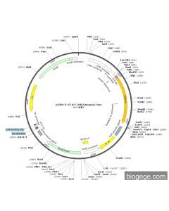 pCMV-3×FLAG-Trib2(mouse)-Neo