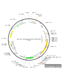 pLV3-CMV-Tacr3(mouse)-3×FLAG-CopGFP-Blast