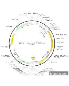 pCMV-LAMP2A(human)-3×FLAG-BGH-Neo