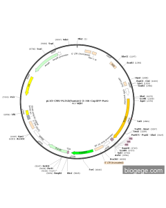 pLV3-CMV-PLIN3(human)-3×HA-CopGFP-Puro