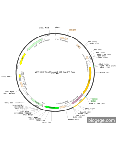 pLV3-CMV-Nek2(mouse)-GST-CopGFP-Puro