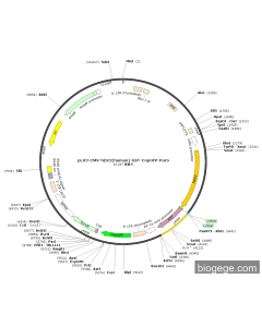 pLV3-CMV-NEK2(human)-GST-CopGFP-Puro