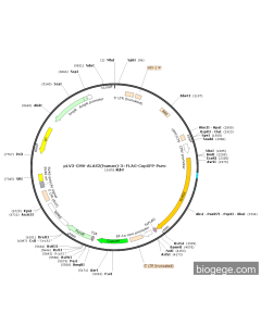 pLV3-CMV-ALAS2(human)-3×FLAG-CopGFP-Puro