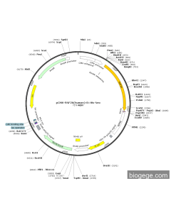 pCMV-RNF26(human)-8×His-Neo