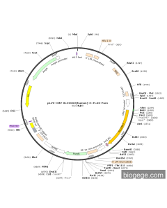 pLV3-CMV-SLC25A3(human)-3×FLAG-Puro