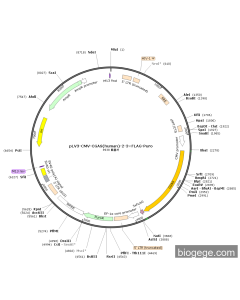 pLV3-CMV-CGAS(human)-2-3×FLAG-Puro