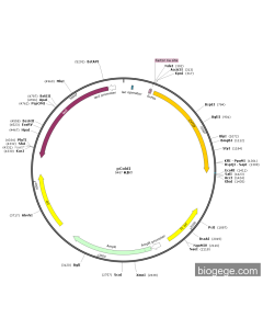 pColdI-6×His-CYTIP（Human）
