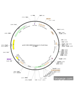 pLV3-CMV-SSBP1(human)-3×FLAG-Puro