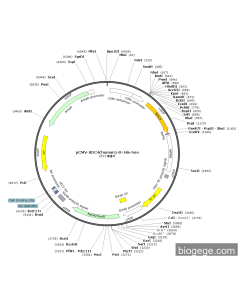 pCMV-SDC4(human)-8×His-Neo