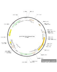 pLV3-CMV-SOX17(human)-Hyg
