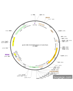 pLV3-CMV-TENT5D(human)-3×FLAG-Puro