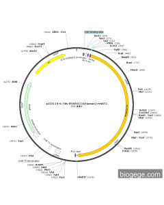 pJ23119-6×His-PPARGC1A(human)-rrnBT1