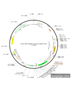 pLV3-CMV-X(HBV)-3×FLAG-CopGFP-Puro