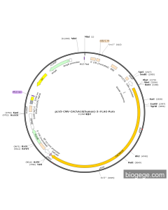 pLV3-CMV-CACNA1S(human)-3×FLAG-Puro