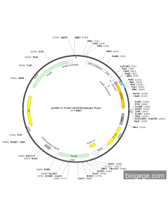 pCMV-3×FLAG-GLRX2(human)-Puro