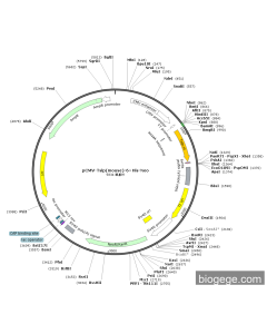 pCMV-Tslp(mouse)-6×His-Neo