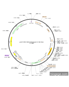 pLV3-CMV-CDKN1A(human)-6×His-Puro