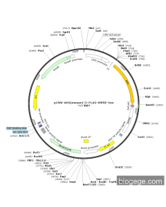 pCMV-Atf4(mouse)-3×FLAG-WPRE-Neo