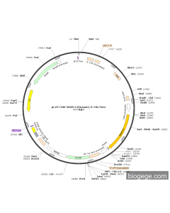pLV3-CMV-MAPK14(human)-6×His-Puro